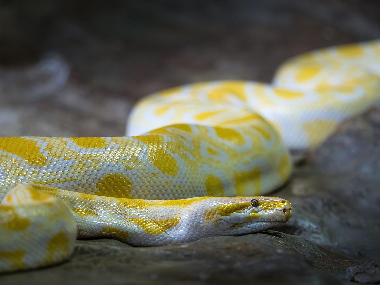 Pythonを独学で学ぶ未経験者におすすめの方法は20代向け？