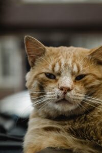 ポテンシャル採用とは未経験の20代エンジニアにどのようなチャンスを提供するのか？