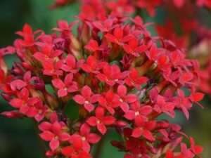 未経験からのIT転職に使うべきエージェントはどれ？