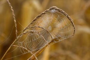 web系とsier系の違いは何ですか？