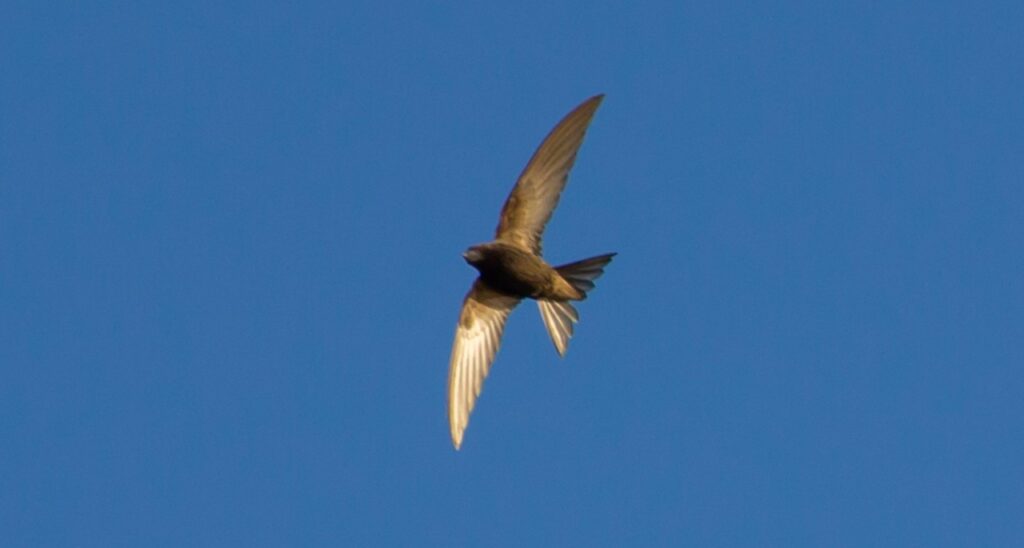 Swift未経験の20代がプログラミングを始めるには何から始めればいい？