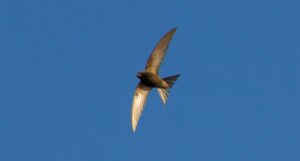 Swift未経験の20代が取得すべき資格は？